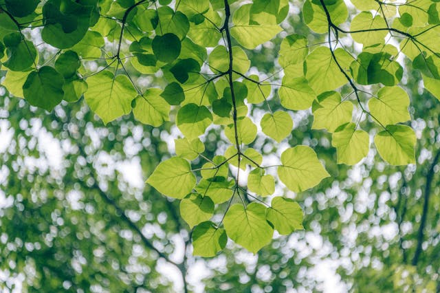 Sustainable event communication